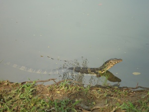 Varan dans l'eau... De loin, on ne distingue pas trop s'il s'agit d'un serpent ou d'un crocodile.
